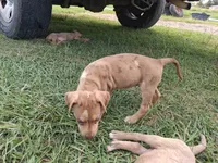 2 spotts, a female Catahoula Leopard Dog for sale in Breaux Bridge, LA – 10 of 10