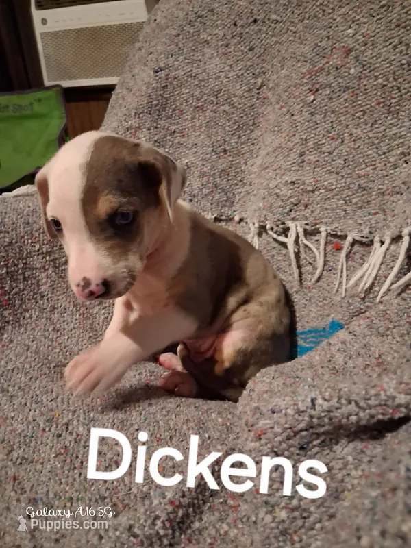 Dickens  – Catahoula Leopard Dog puppy for sale in Breaux Bridge, LA