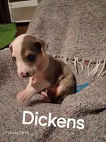 Dickens , a male Catahoula Leopard Dog for sale in Breaux Bridge, LA – 3 of 4