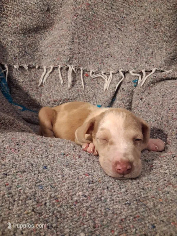 Doc – Catahoula Leopard Dog puppy for sale in Breaux Bridge, LA