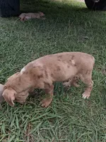 2 spotts, a female Catahoula Leopard Dog for sale in Breaux Bridge, LA – 8 of 10