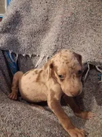 Dude , a male Catahoula Leopard Dog for sale in Breaux Bridge, LA – 7 of 9