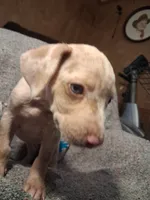 Lindsey , a female Catahoula Leopard Dog for sale in Breaux Bridge, LA – 4 of 8