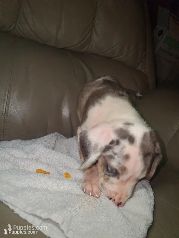 Jagger – Catahoula Leopard Dog puppy for sale in Breaux Bridge, LA
