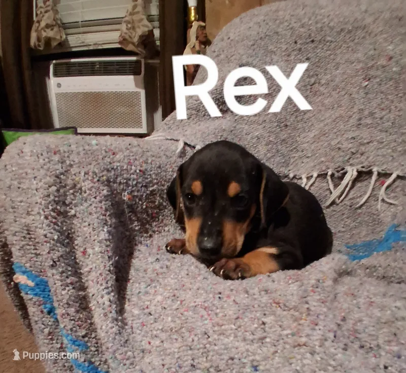 Rex – Catahoula Leopard Dog puppy for sale in Breaux Bridge, LA