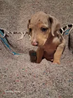 Emma Grace, a female Catahoula Leopard Dog for sale in Breaux Bridge, LA – 5 of 5
