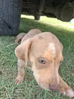 2 spotts, a female Catahoula Leopard Dog for sale in Breaux Bridge, LA – 4 of 10