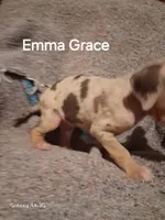 Emma Grace, a female Catahoula Leopard Dog for sale in Breaux Bridge, LA – 2 of 5