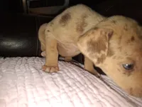 Sadie , a female Catahoula Leopard Dog for sale in Breaux Bridge, LA – 2 of 6