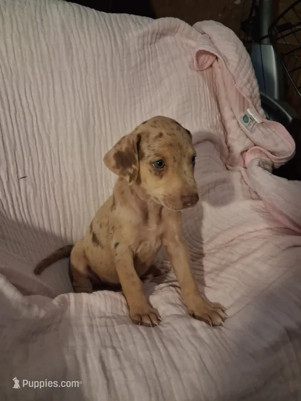 Sadie  – Catahoula Leopard Dog puppy for sale in Breaux Bridge, LA