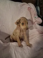 Sadie , a female Catahoula Leopard Dog for sale in Breaux Bridge, LA – 1 of 10