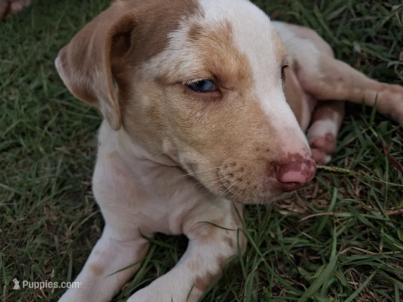 Dark big patch Merle  – Catahoula Leopard Dog puppy for sale in Breaux Bridge, LA