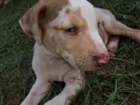 Dark big patch Merle , a male Catahoula Leopard Dog for sale in Breaux Bridge, LA – 6 of 10