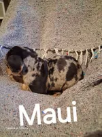 Maui, a male Catahoula Leopard Dog for sale in Breaux Bridge, LA – 3 of 3