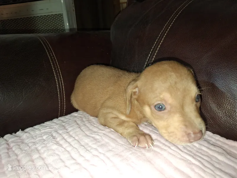 Marylen – Catahoula Leopard Dog puppy for sale in Breaux Bridge, LA