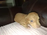 Marylen, a female Catahoula Leopard Dog for sale in Breaux Bridge, LA – 7 of 7