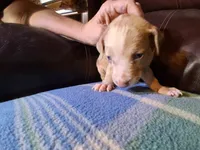 Doc, a male Catahoula Leopard Dog for sale in Breaux Bridge, LA – 4 of 6