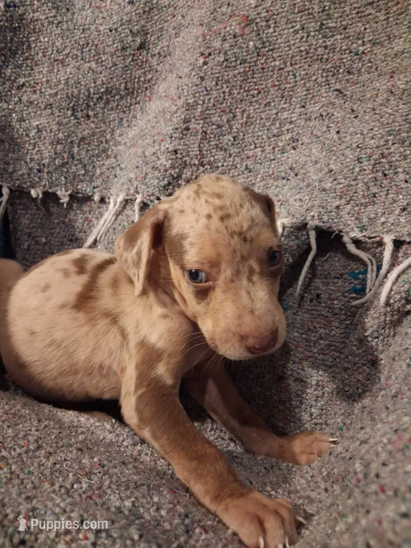 Dude  – Catahoula Leopard Dog puppy for sale in Breaux Bridge, LA