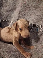 Dude , a male Catahoula Leopard Dog for sale in Breaux Bridge, LA – 4 of 9