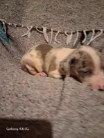 Lennox , a male Catahoula Leopard Dog for sale in Breaux Bridge, LA – 6 of 6