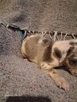 Jagger, a male Catahoula Leopard Dog for sale in Breaux Bridge, LA – 2 of 4