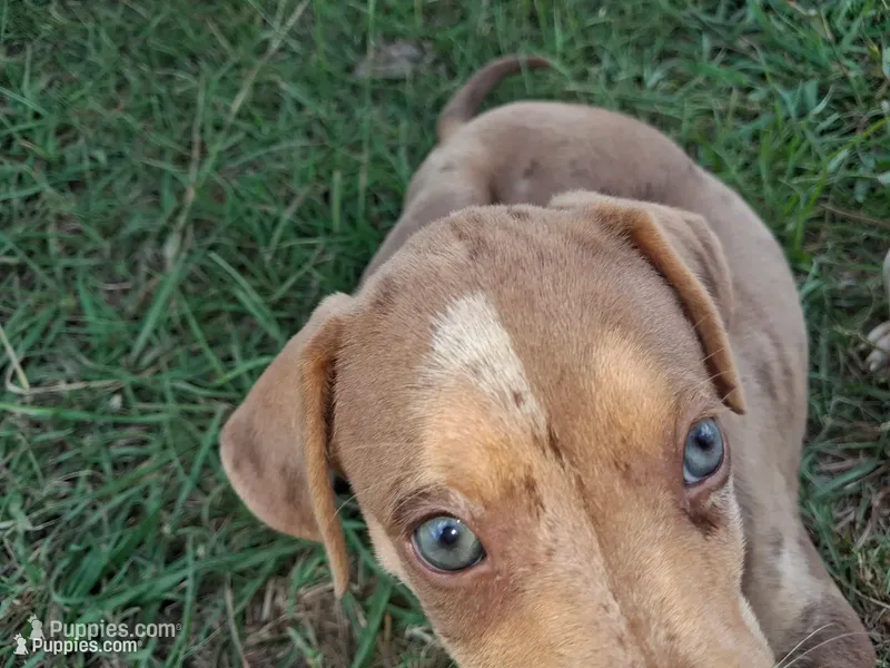 2 spotts – Catahoula Leopard Dog puppy for sale in Breaux Bridge, LA