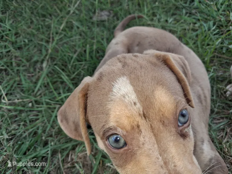 2 spotts – Catahoula Leopard Dog puppy for sale in Breaux Bridge, LA