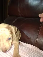 Sadie , a female Catahoula Leopard Dog for sale in Breaux Bridge, LA – 5 of 6