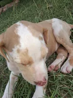 Dark big patch Merle , a male Catahoula Leopard Dog for sale in Breaux Bridge, LA – 4 of 10