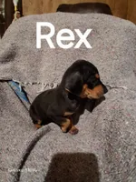 Rex, a male Catahoula Leopard Dog for sale in Breaux Bridge, LA – 4 of 5