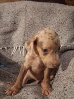 Dude , a male Catahoula Leopard Dog for sale in Breaux Bridge, LA – 3 of 9
