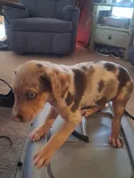 Marylen, a female Catahoula Leopard Dog for sale in Breaux Bridge, LA – 4 of 5