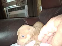Marylen, a female Catahoula Leopard Dog for sale in Breaux Bridge, LA – 1 of 7