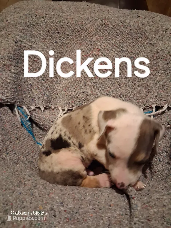 Dickens  – Catahoula Leopard Dog puppy for sale in Breaux Bridge, LA