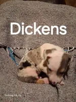 Dickens , a male Catahoula Leopard Dog for sale in Breaux Bridge, LA – 1 of 4