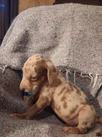 Dude , a male Catahoula Leopard Dog for sale in Breaux Bridge, LA – 2 of 9