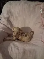 Sadie , a female Catahoula Leopard Dog for sale in Breaux Bridge, LA – 3 of 10