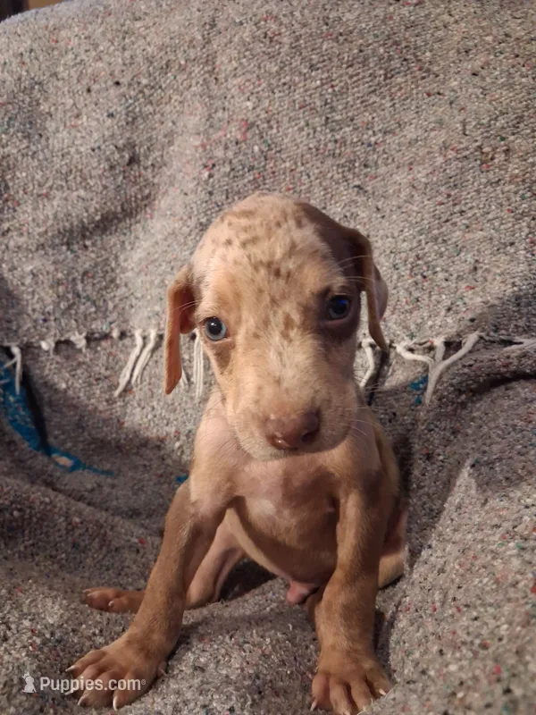 Dude  – Catahoula Leopard Dog puppy for sale in Breaux Bridge, LA