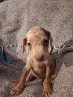 Dude , a male Catahoula Leopard Dog for sale in Breaux Bridge, LA – 1 of 9