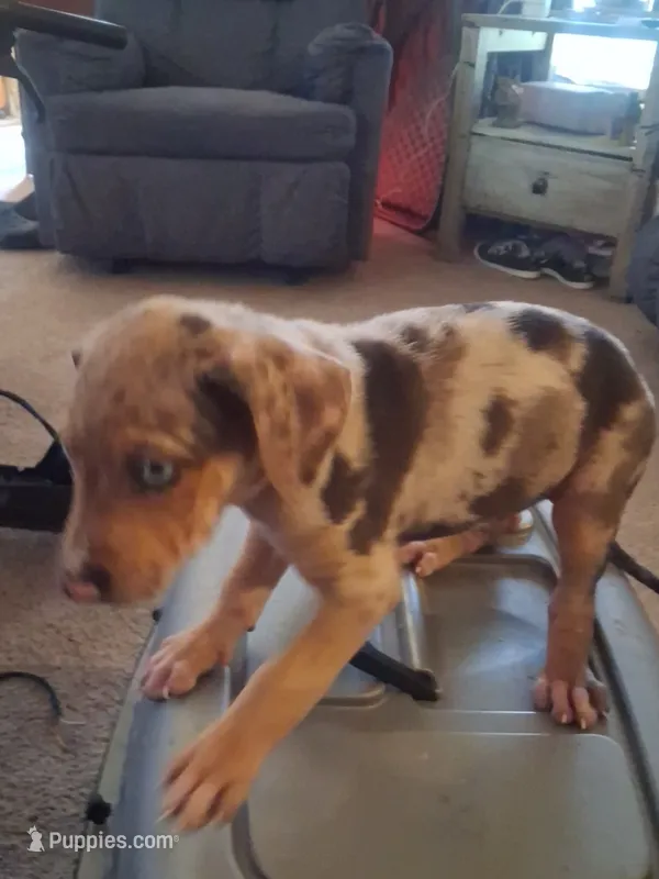 Marylen – Catahoula Leopard Dog puppy for sale in Breaux Bridge, LA
