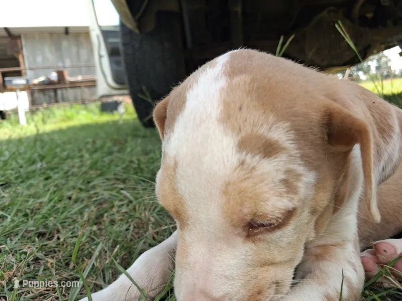 Dark big patch Merle  – Catahoula Leopard Dog puppy for sale in Breaux Bridge, LA