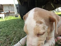 Dark big patch Merle , a male Catahoula Leopard Dog for sale in Breaux Bridge, LA – 1 of 10