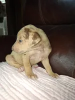 Sadie , a female Catahoula Leopard Dog for sale in Breaux Bridge, LA – 4 of 6