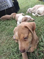 2 spotts, a female Catahoula Leopard Dog for sale in Breaux Bridge, LA – 9 of 10