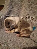 Jagger, a male Catahoula Leopard Dog for sale in Breaux Bridge, LA – 3 of 4