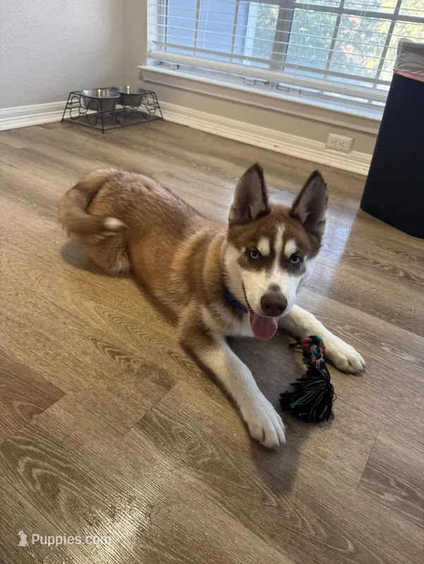 Miles Crimson  – Siberian Husky puppy for sale in Wylie, TX