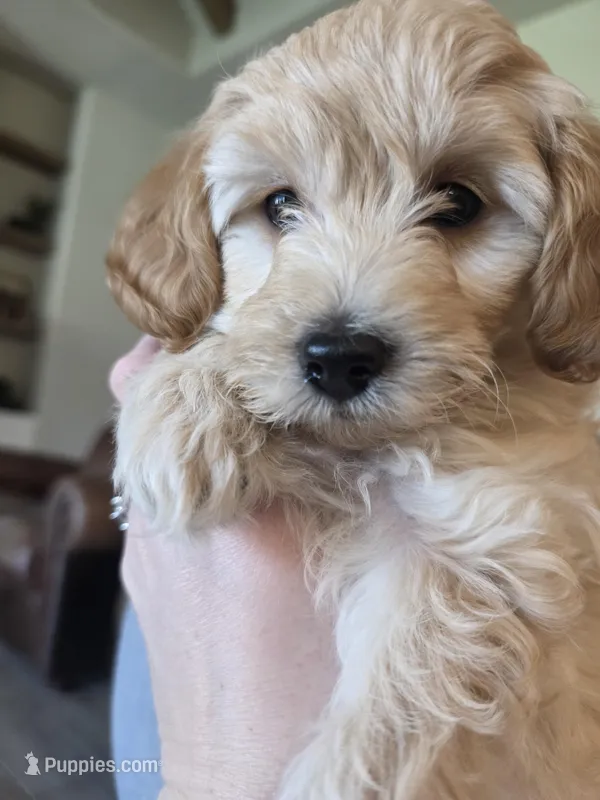Summer – Miniature Goldendoodle puppy for sale in Amarillo, TX