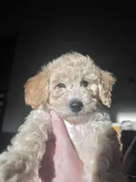 Photo of Gracie