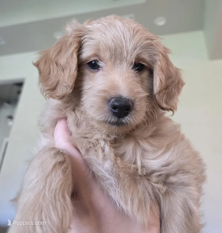 Aspen, a female Miniature Goldendoodle for sale in Amarillo, TX – Photo 1 of 1