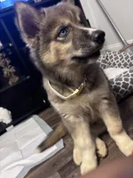 Percy, a male Siberian Husky for sale in Lexington, NC – 4 of 4